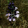 ZdjÄcie: storczyk purpurowy - orchis purpurea.jpg